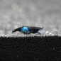 Preview: Blue Rili Garnele, Neocaridina davidi 'Blue Rili'